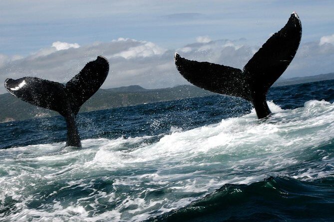 Platinum Whale Sightseeing and Cayo Levantado Island Tour - Who Will Love This Tour?