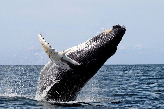 Platinum Whale Sightseeing and Cayo Levantado Island Tour - FAQ
