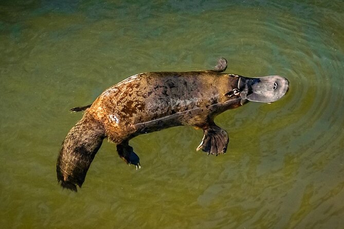 Platypus & Waterfalls Full Day All Inclusive(Not Cruise Friendly) - Inclusions