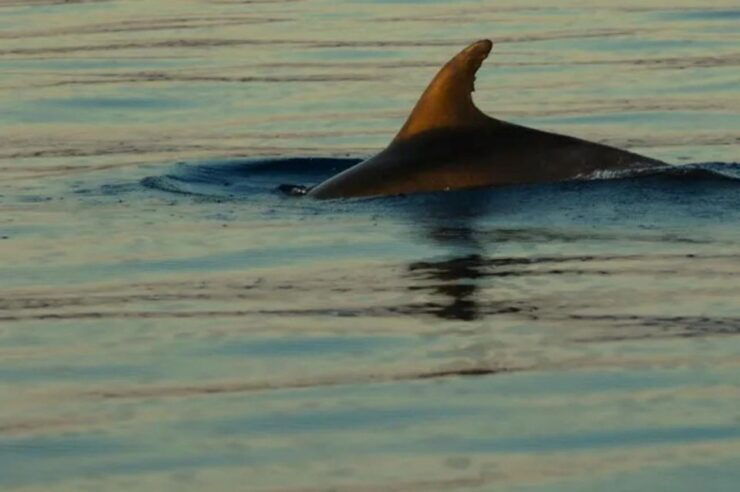 Plavnik Island: Swim and Snorkel With Captain Bobo (5,5h) - Experience Highlights