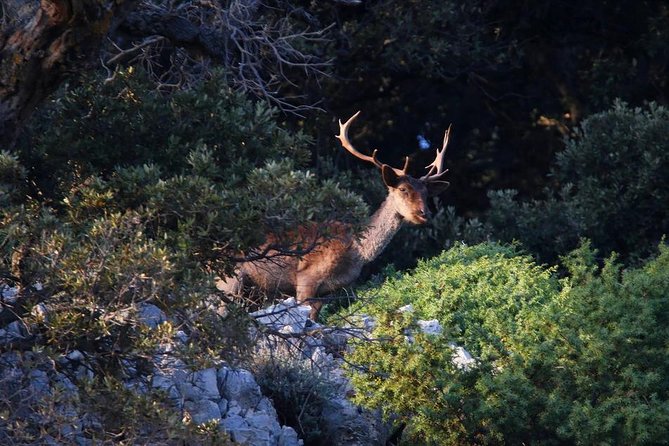 Plavnik Island & Wild Bays Full-Day Boat Trip With Capt. Bobo - Inclusions and Meeting Point
