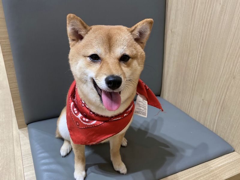 Play with Dogs at Dog Cafe Rio Asakusa [Dog Cafe Rio Asakusa] - Meeting the dogs, with realistic expectations