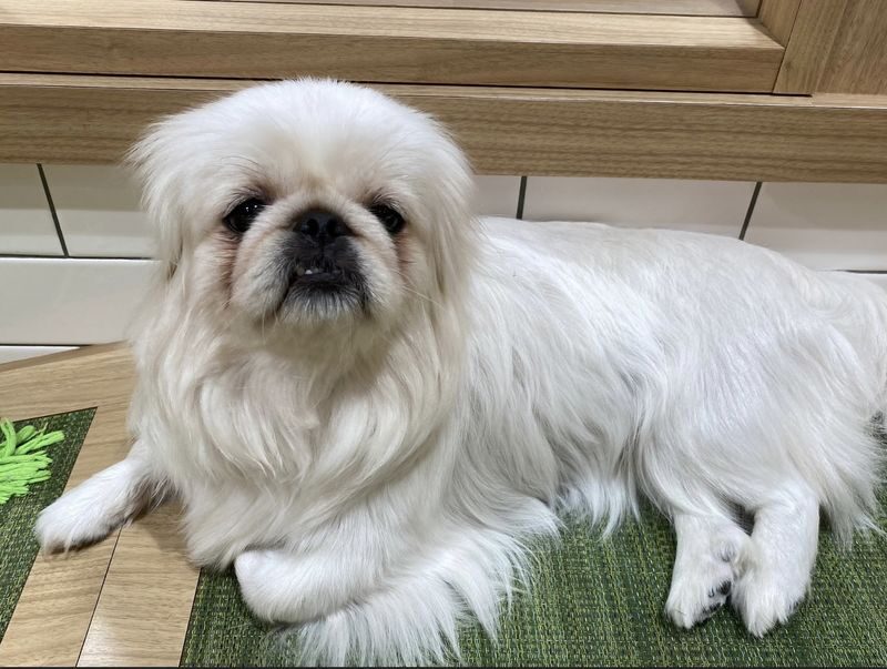 Play with Dogs at Dog Cafe Rio Asakusa [Dog Cafe Rio Asakusa] - A weather-proof pause near the shops