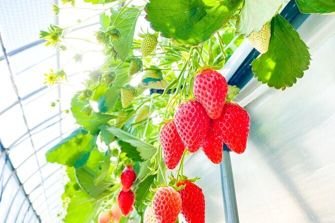 Play with Snow Crab Buffet Lunch and Strawberry Picking Bus Tour - FAQ