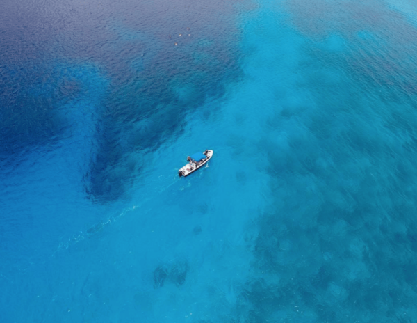 Playa: Bull Shark Dive - Frequently Asked Questions