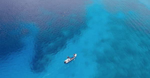 Playa: Bull Shark Dive - Booking and Cancellation