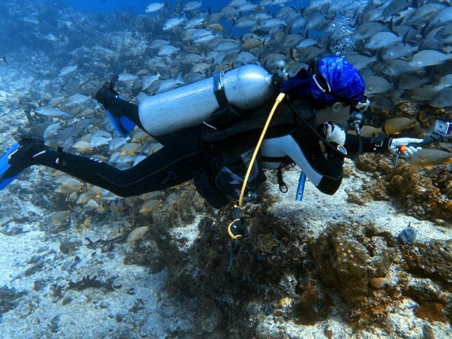 Playa Del Carmen: 2-Tank Reef Dive - Inclusions