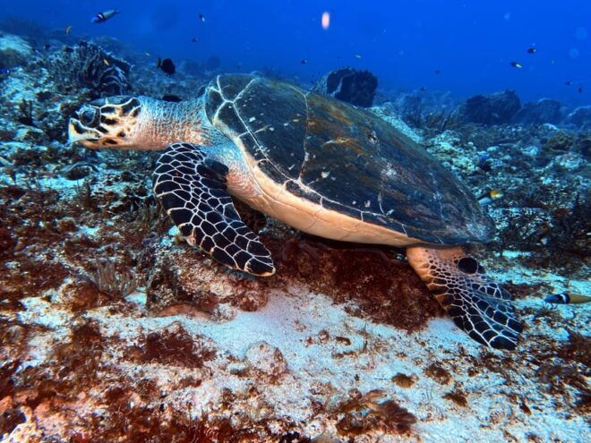 Playa Del Carmen: 2-Tank Reef Dive - Important Information