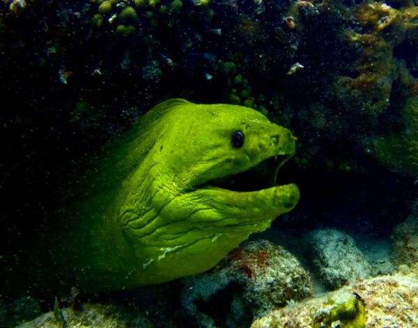 Playa Del Carmen: 2-Tank Reef Dive - Meeting Point
