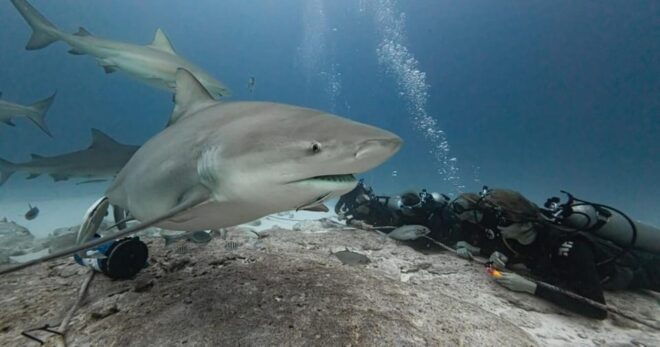 Playa Del Carmen: Advanced Open Water Diver Course - Frequently Asked Questions