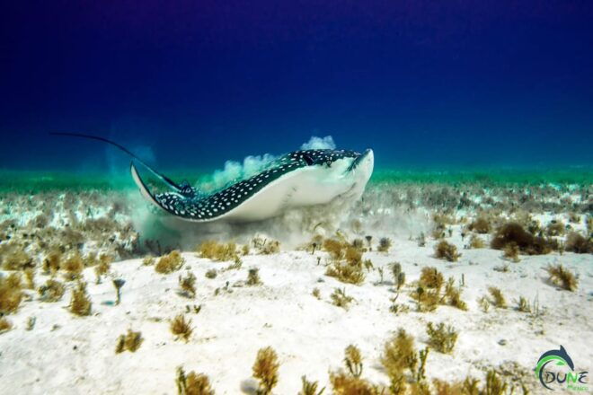 Playa Del Carmen: Beginner Scuba Diving Experience - Participant Eligibility and Health
