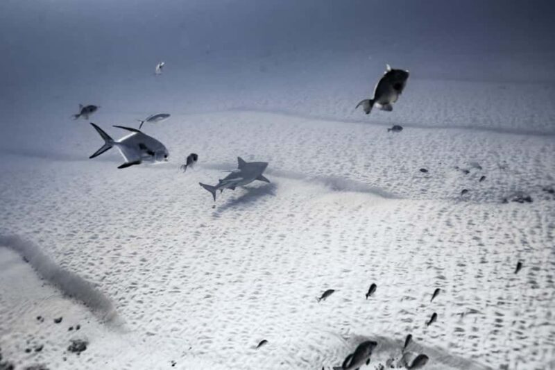 Playa del Carmen: Bull Shark Diving Experience - Inclusions and Extras