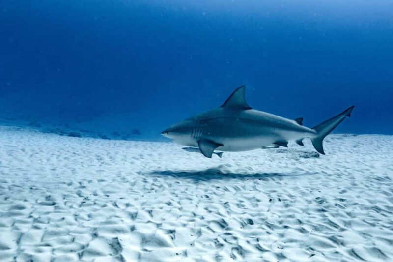 Playa del Carmen: Bull Shark Diving Experience - The Experience Deep Dive
