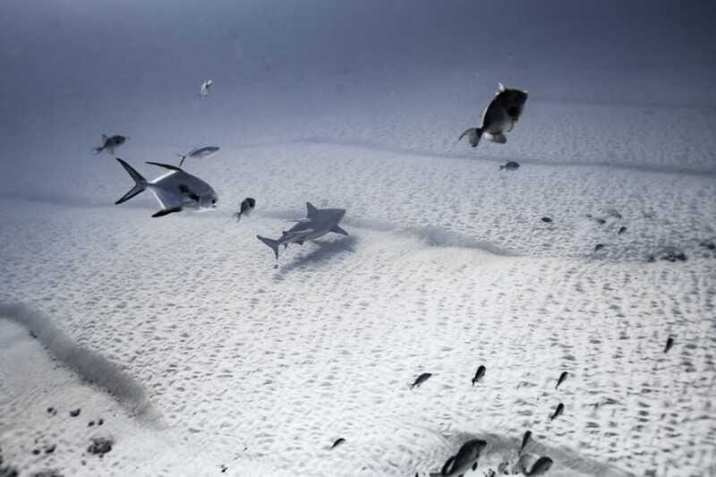 Playa del Carmen: Bull Shark Diving Experience - Pricing and Value