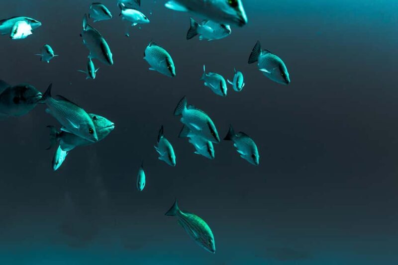 Playa del Carmen: Bull Shark Diving Experience - Final thoughts