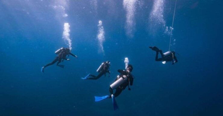 Playa Del Carmen: Bull Shark Diving Experience - Activity Details