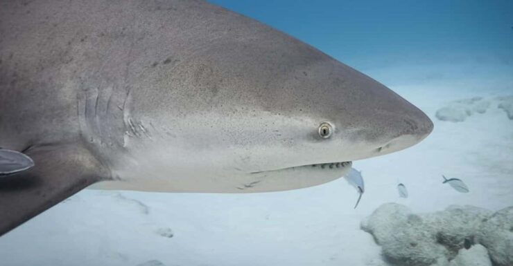 Playa Del Carmen: Bull Shark Encounter - Shark Migration and Experience