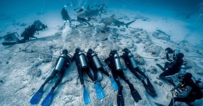 Playa Del Carmen: Bull Shark Encounter - Dive Experience