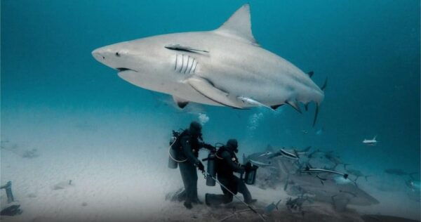Playa Del Carmen: Bull Shark Encounter - Booking and Reservation