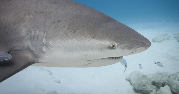 Playa Del Carmen: Bull Shark Encounter - Safety Considerations
