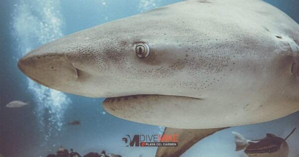 Playa Del Carmen: Bull Shark Encounter - Frequently Asked Questions