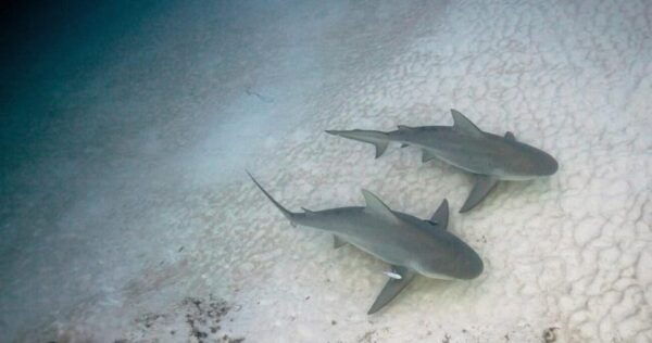 Playa Del Carmen: Bull Shark Encounter - Frequently Asked Questions