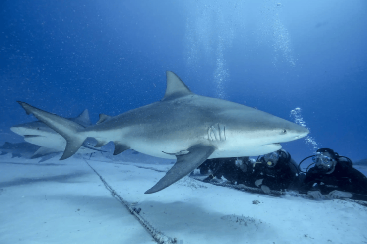 Playa Del Carmen: Bull Shark Feeding Experience - Good To Know