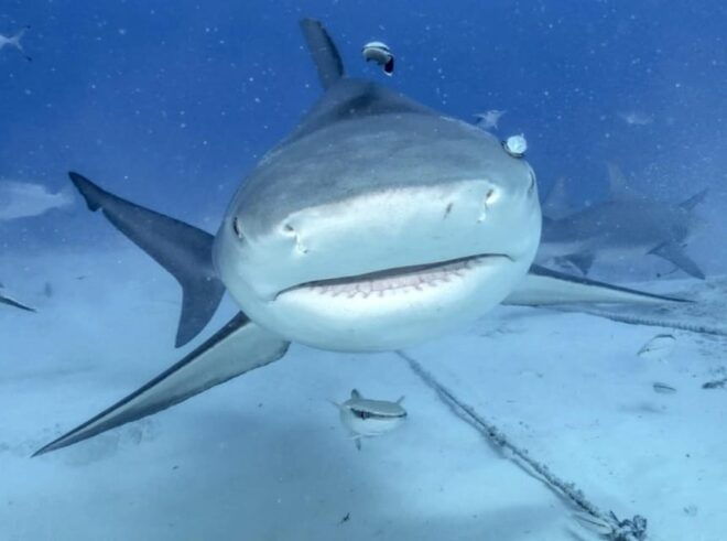Playa Del Carmen: Bull Shark Feeding Experience - Encounter With Bull Sharks