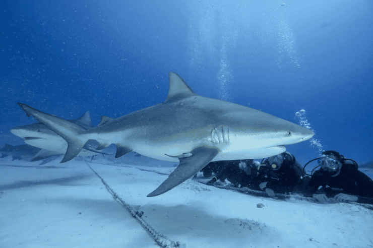 Playa Del Carmen: Bull Shark Feeding Experience - Dive Experience