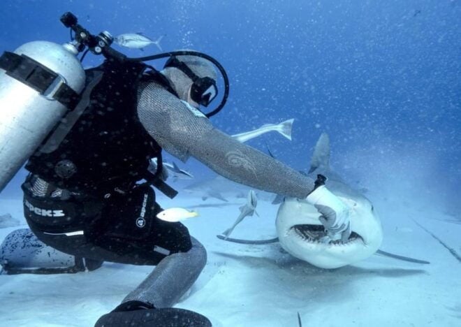 Playa Del Carmen: Bull Shark Feeding Experience - Encounter With Bull Sharks