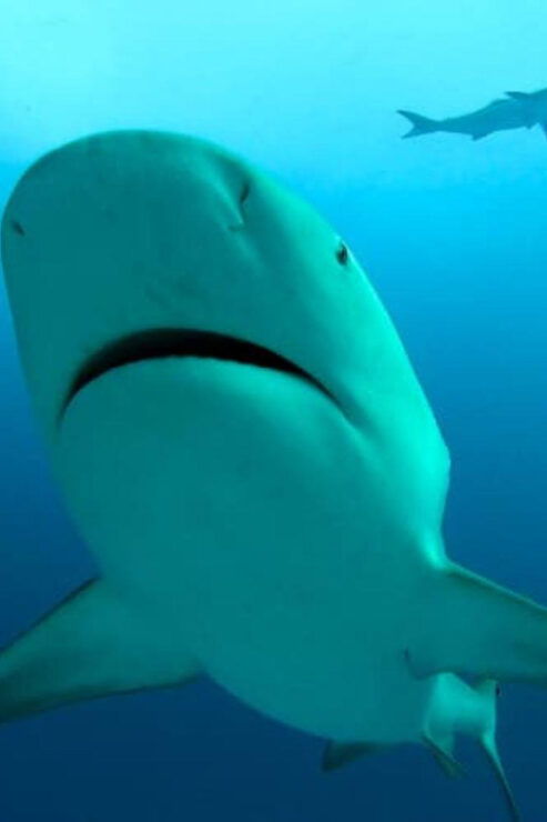 Playa Del Carmen: Bull Shark Feeding - Good To Know