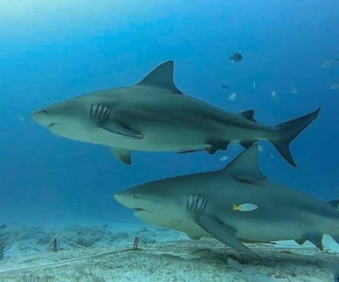 Playa Del Carmen: Bull Shark Feeding - Booking and Availability