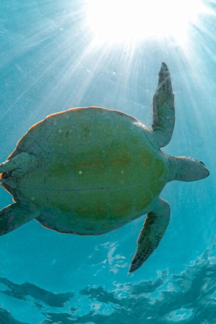 Playa Del Carmen: Cenote and Turtle Snorkeling Tour - Experience Highlights