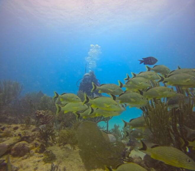 Playa Del Carmen: Discover Scuba Diving - Program Structure and Depth