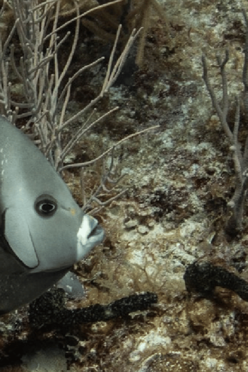 Playa Del Carmen: Discover Scuba Diving - Good To Know
