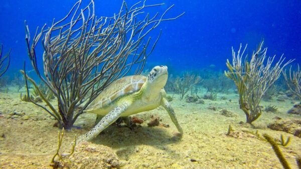 Playa Del Carmen: Discover Scuba Diving - Health and Safety Considerations
