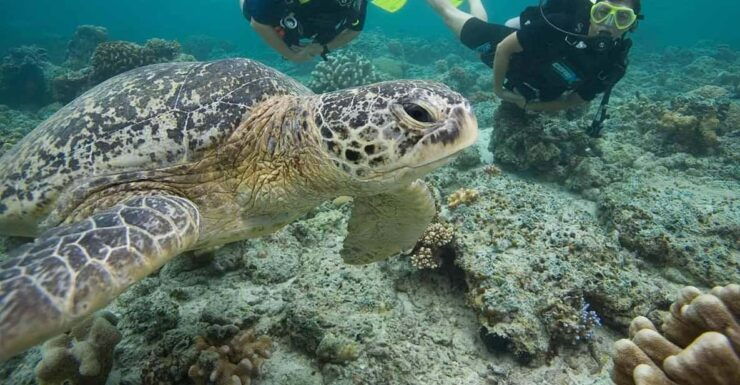 Playa Del Carmen: Discover Scuba Diving in Riviera Maya - Good To Know