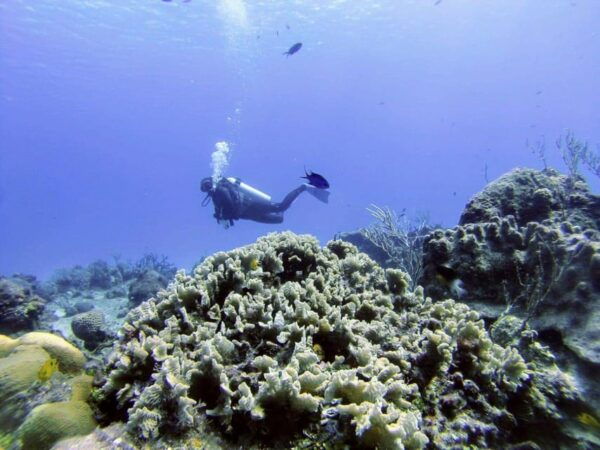 Playa Del Carmen: Discover Scuba Diving in Riviera Maya - Getting Started