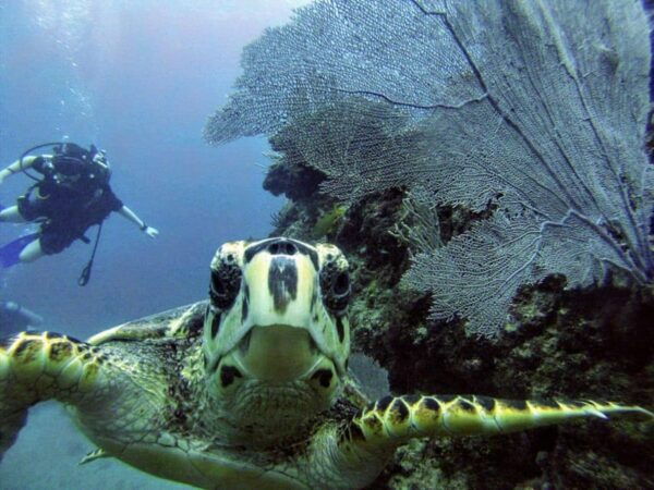 Playa Del Carmen: Discover Scuba Diving in Riviera Maya - Frequently Asked Questions