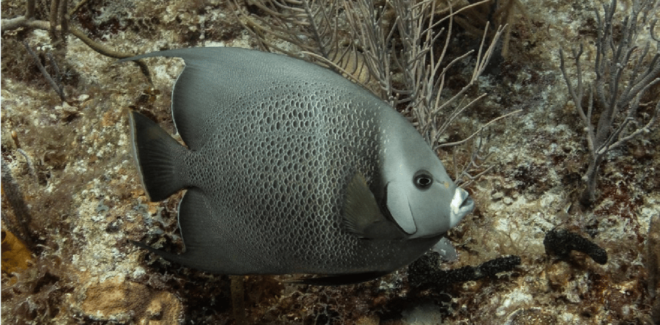 Playa Del Carmen: Discover Scuba Diving - Dive Location