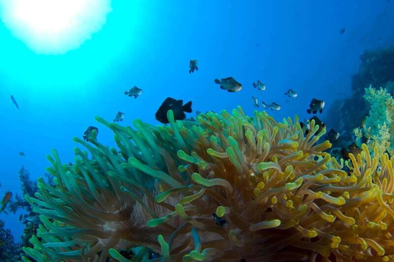 Playa del Carmen: Dive into our Local Reefs Today! - Good To Know