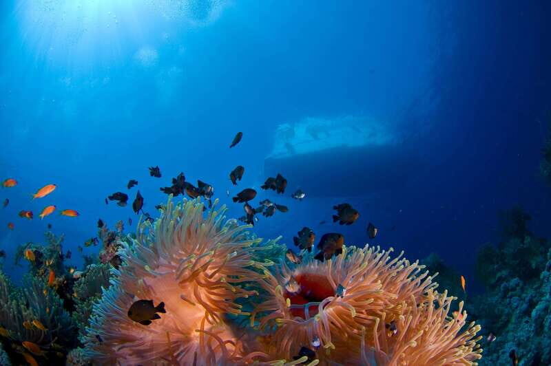 Playa del Carmen: Dive into our Local Reefs Today! - An In-Depth Look at the Playa del Carmen Reef Tour