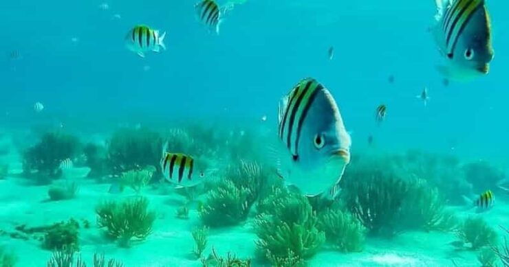 Playa Del Carmen: Dream Cozumel Private Boat Tour - Good To Know