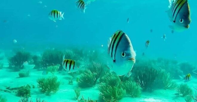 Playa Del Carmen: Dream Cozumel Private Boat Tour - Onboard Experience