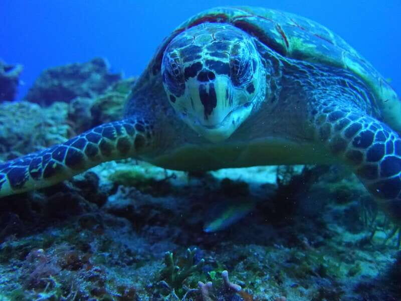 Playa del Carmen: Dual Realm Diving (Cenote + Reef Diving) - Final Thoughts