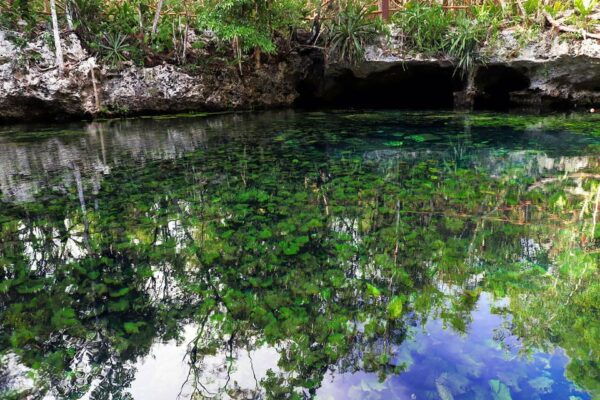 Playa Del Carmen: Dual Realm Diving (Cenote + Reef Diving) - Language Support