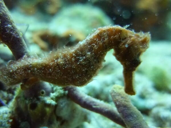Playa Del Carmen: Dual Realm Diving (Cenote + Reef Diving) - Frequently Asked Questions
