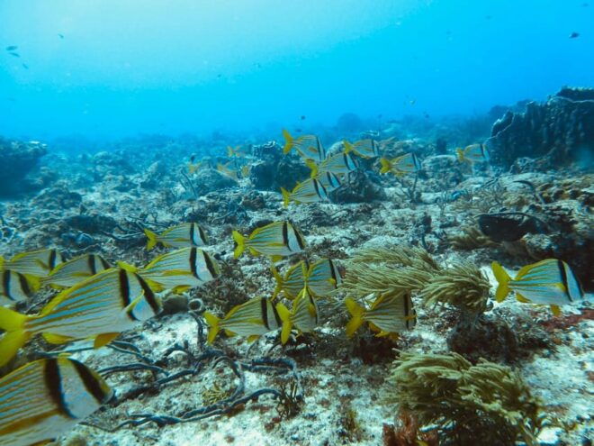 Playa Del Carmen: Extreme Cozumel Diving by Speed Boat - Dive Site Highlights