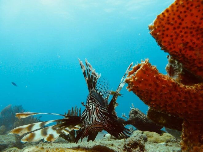 Playa Del Carmen: Extreme Cozumel Diving by Speed Boat - Rental Gear Options