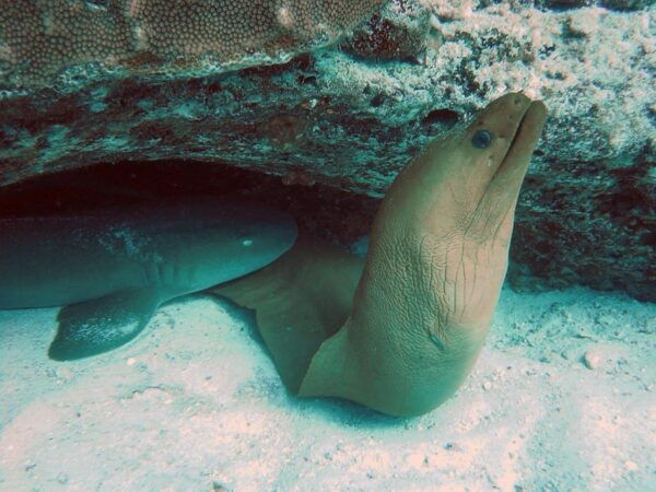 Playa Del Carmen: Extreme Cozumel Diving by Speed Boat - Meeting Information